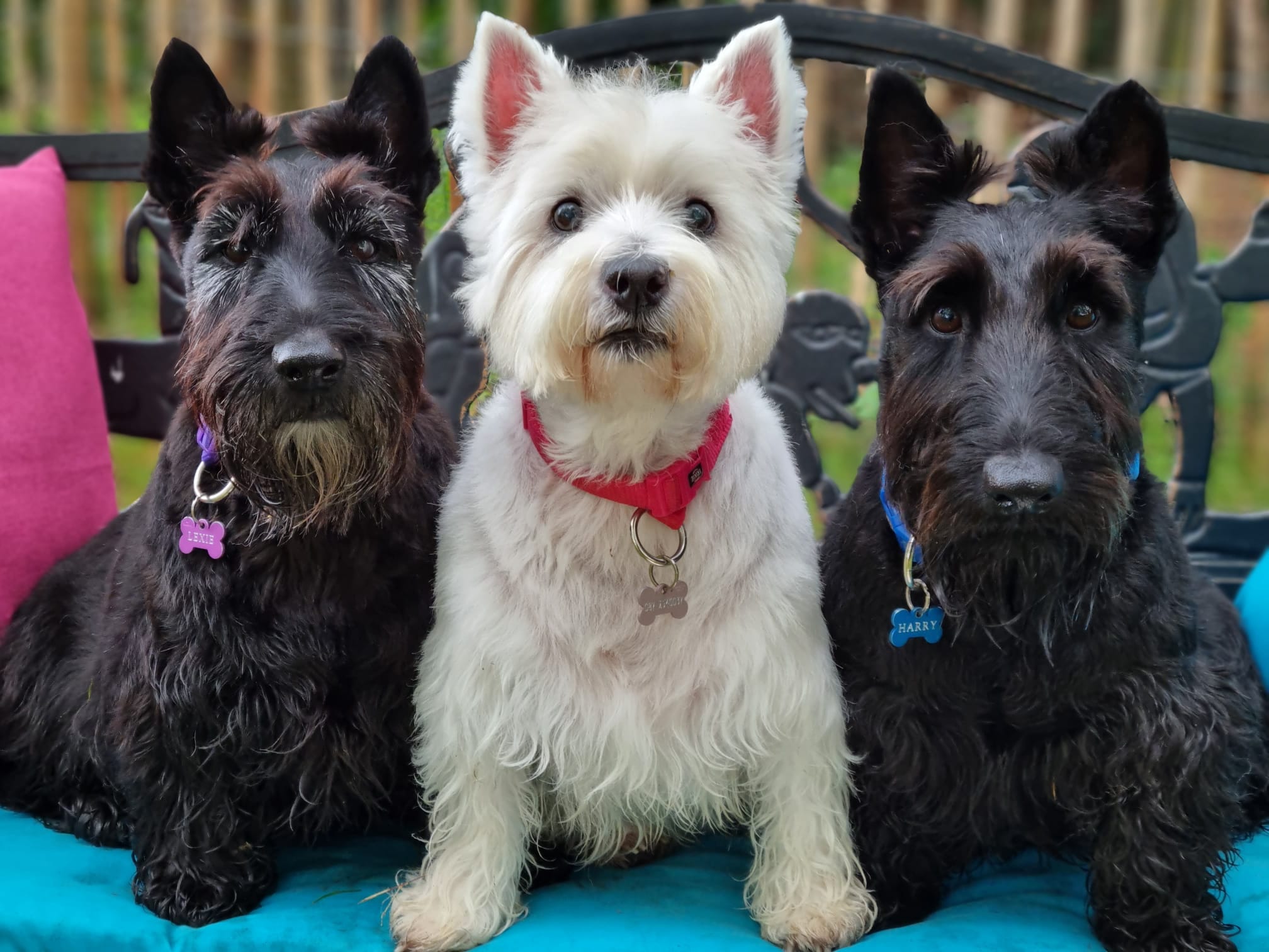 Celebrations Photo Gallery Doonane Dogs Boarding Kennels, Dublin