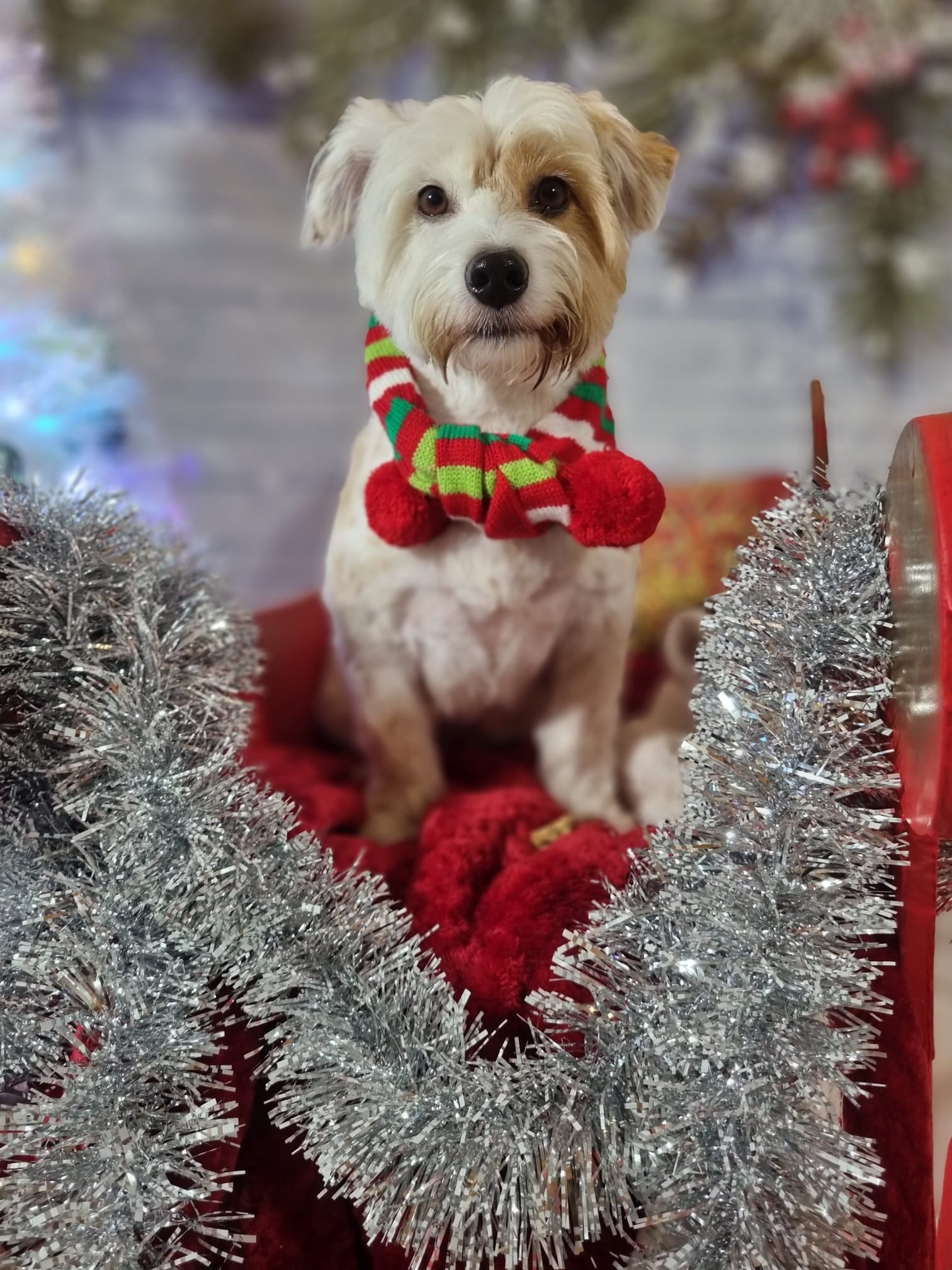 Celebrations Photo Gallery Doonane Dogs Boarding Kennels, Dublin
