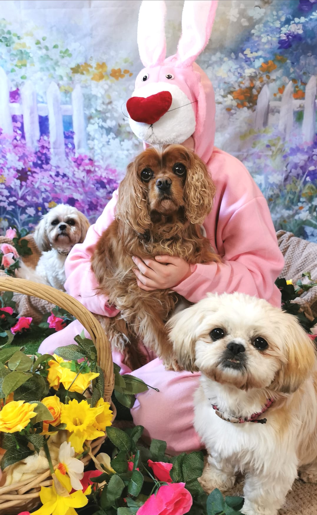 Celebrations Photo Gallery Doonane Dogs Boarding Kennels, Dublin