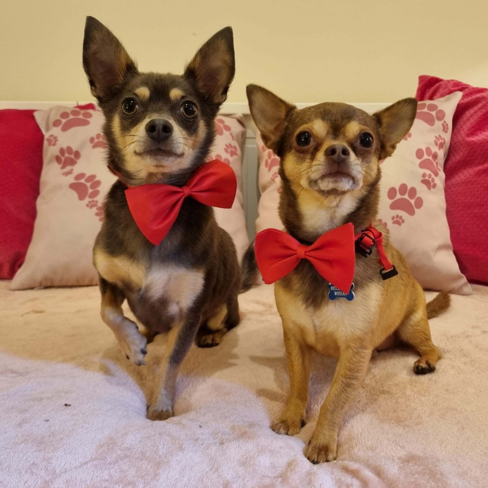Celebrations Photo Gallery Doonane Dogs Boarding Kennels, Dublin