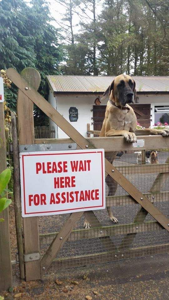 The Guests Gallery Doonane Dogs Boarding Kennels, Dublin