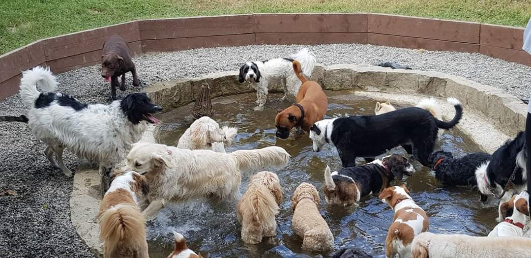 The Guests Gallery Doonane Dogs Boarding Kennels, Dublin