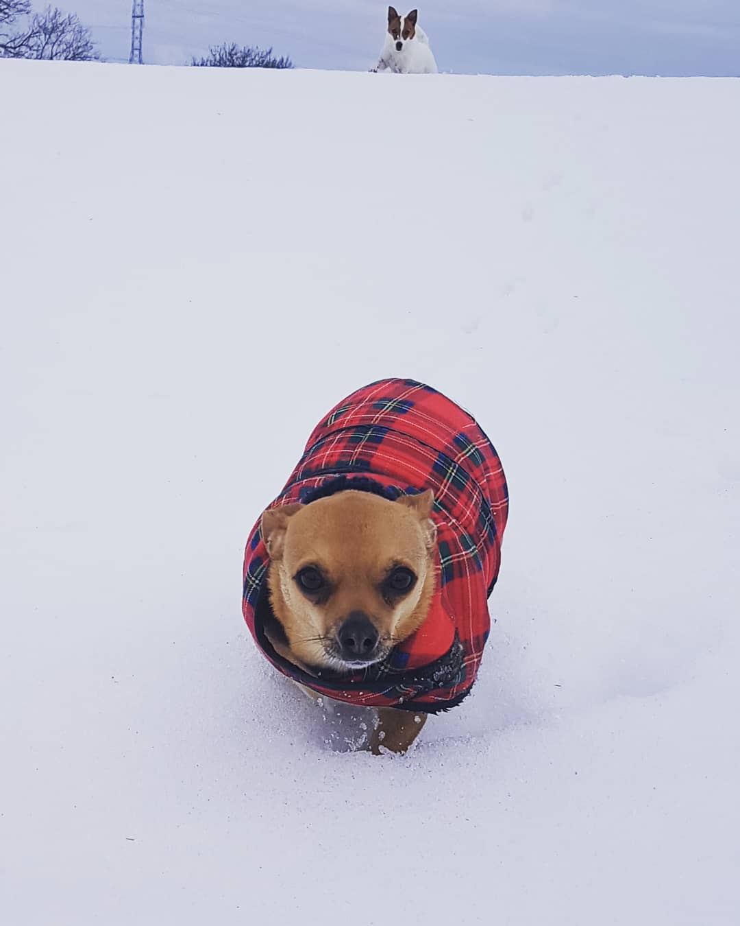 The Guests Gallery Doonane Dogs Boarding Kennels, Dublin