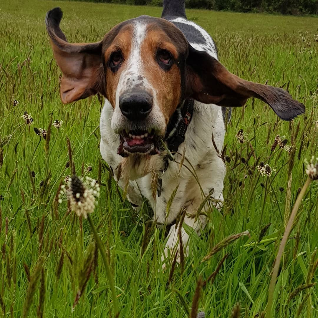 The Guests Gallery Doonane Dogs Boarding Kennels, Dublin