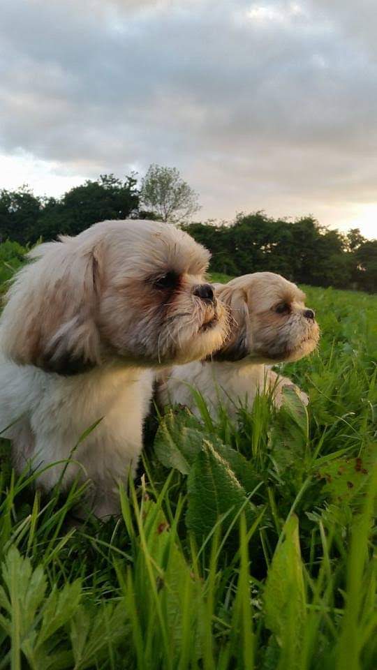 The Guests Gallery Doonane Dogs Boarding Kennels, Dublin