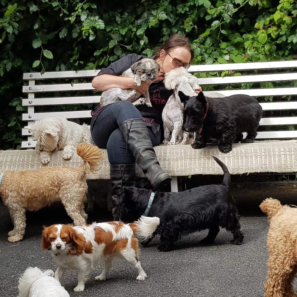 My Pals Doonane Dogs Boarding Kennels, Dublin