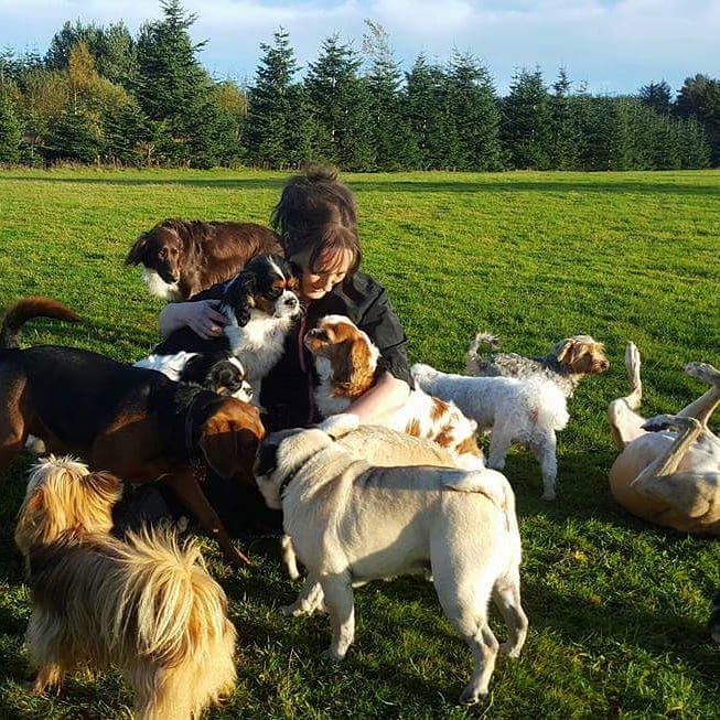 My Pals Doonane Dogs Boarding Kennels, Dublin