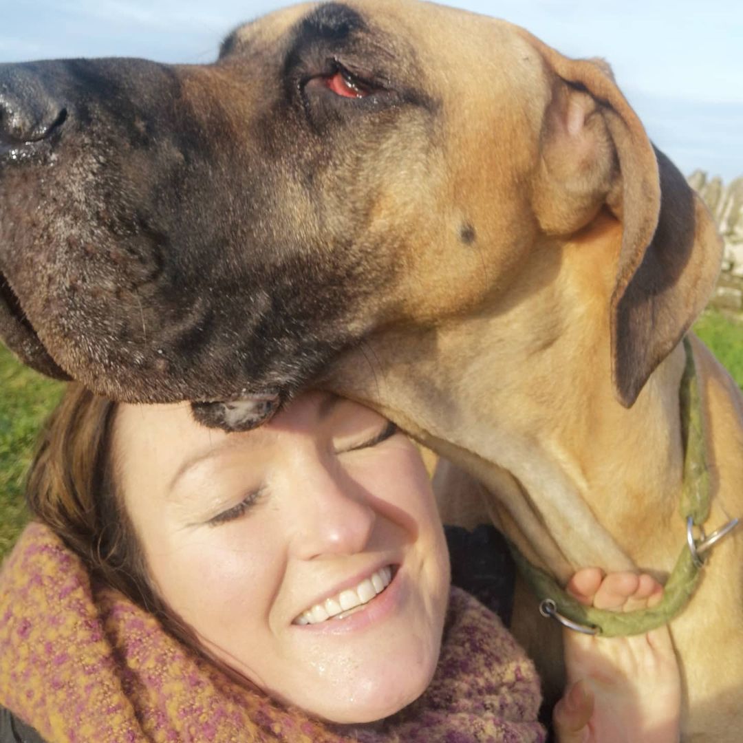 My Pals Doonane Dogs Boarding Kennels, Dublin