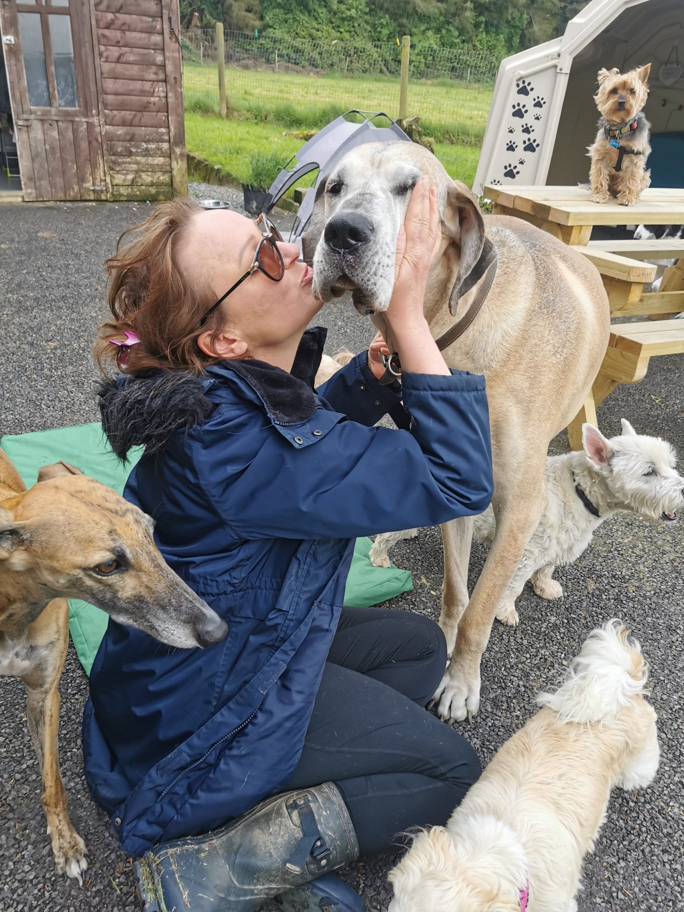 My Pals Doonane Dogs Boarding Kennels, Dublin