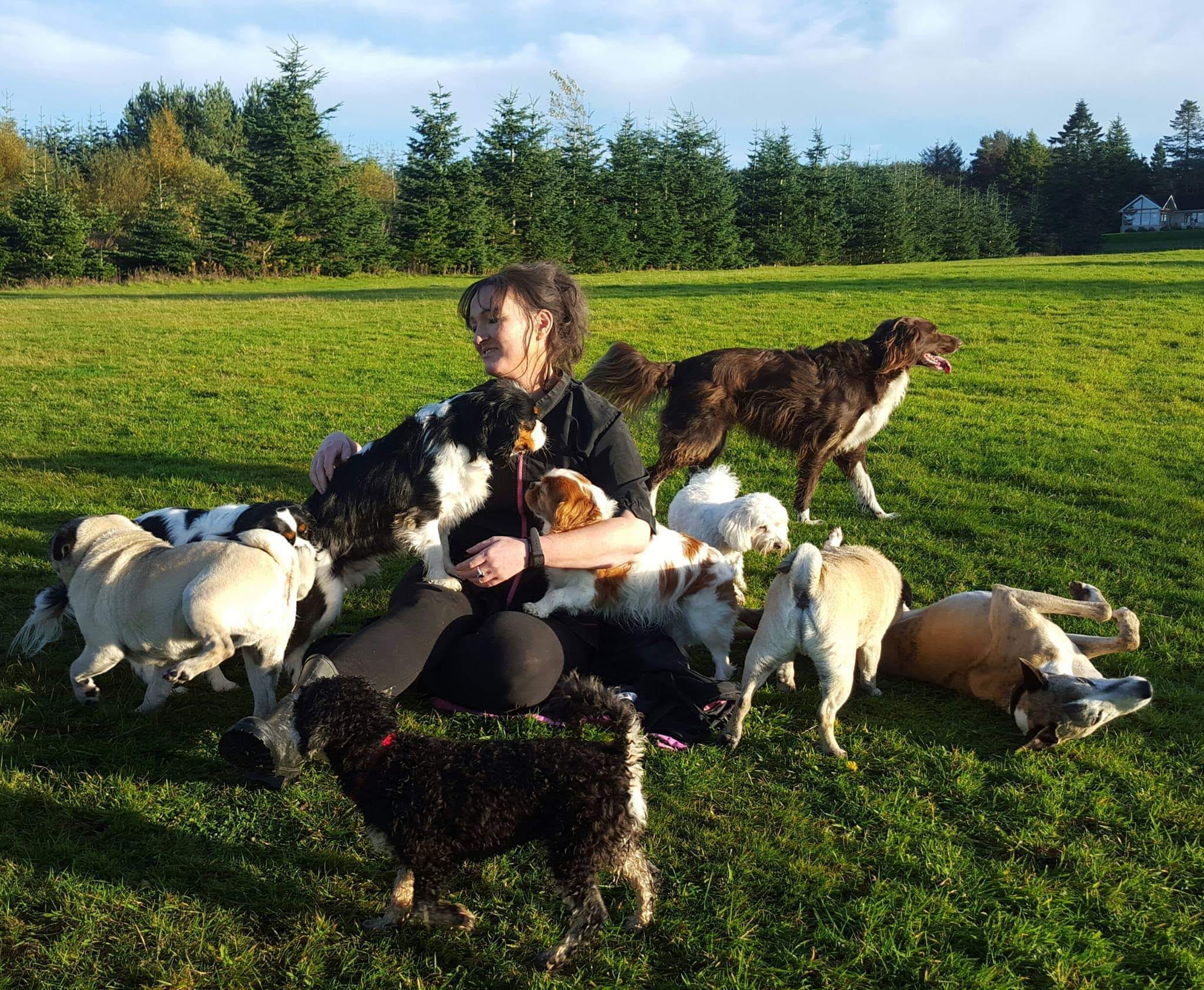 My Pals Doonane Dogs Boarding Kennels, Dublin