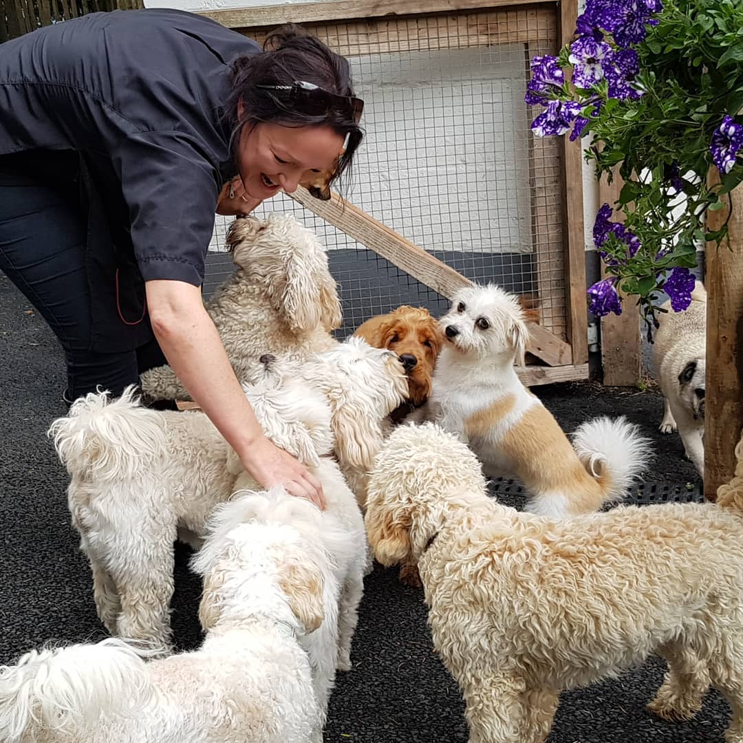 My Pals Doonane Dogs Boarding Kennels, Dublin