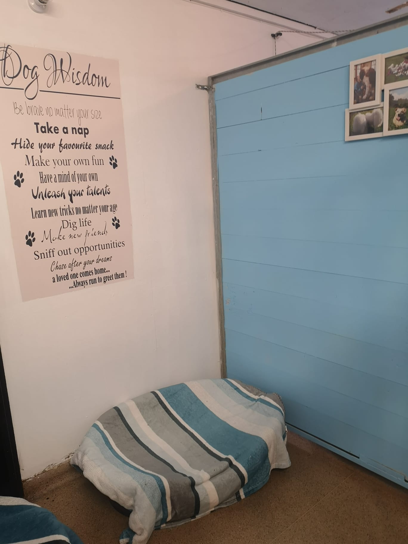 Deluxe Kennels Doonane Dogs Boarding Kennels, Dublin