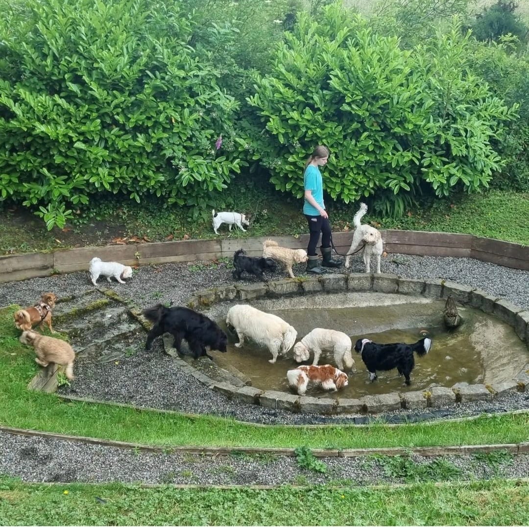 Deluxe Kennels Doonane Dogs Boarding Kennels, Dublin