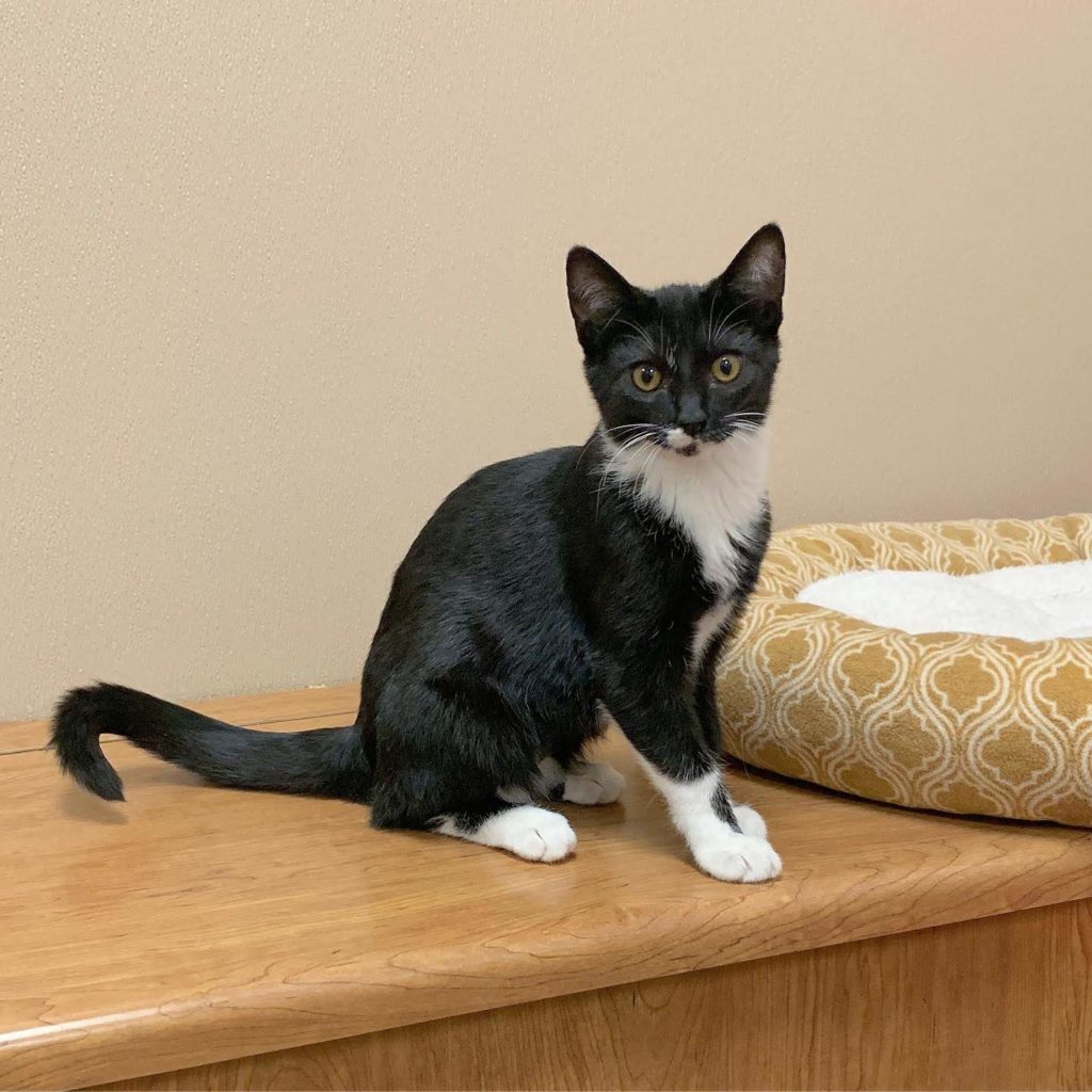 Peninsula Pet of the Week Nala Door County Today