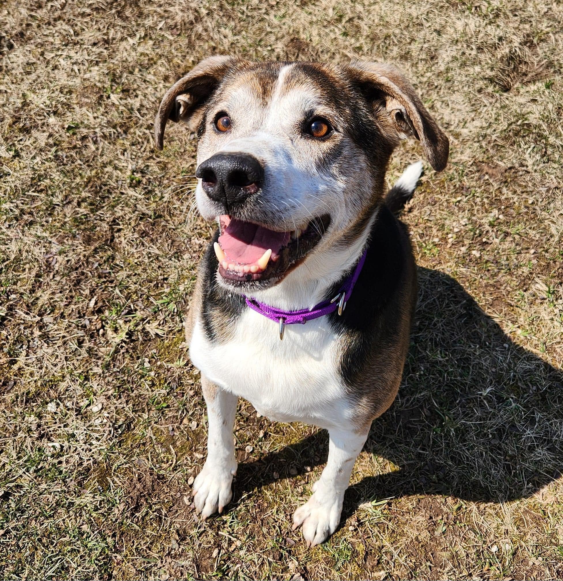 Wisconsin Humane Society Door County Campus to Hold Annual Rummage Sale
