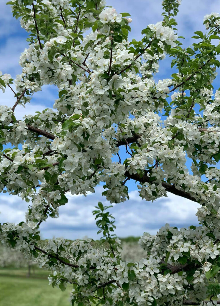 Everything You Need to Know About Door County Cherries Door County Today