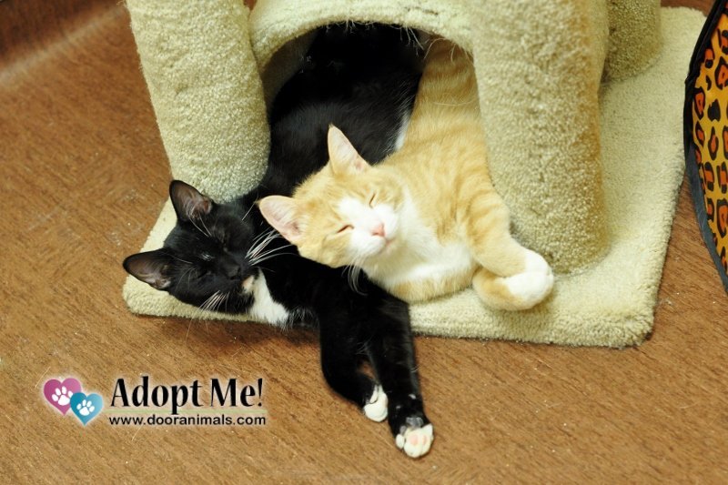 Free Cat Adoption Event at DCHS throughout December Door County Pulse