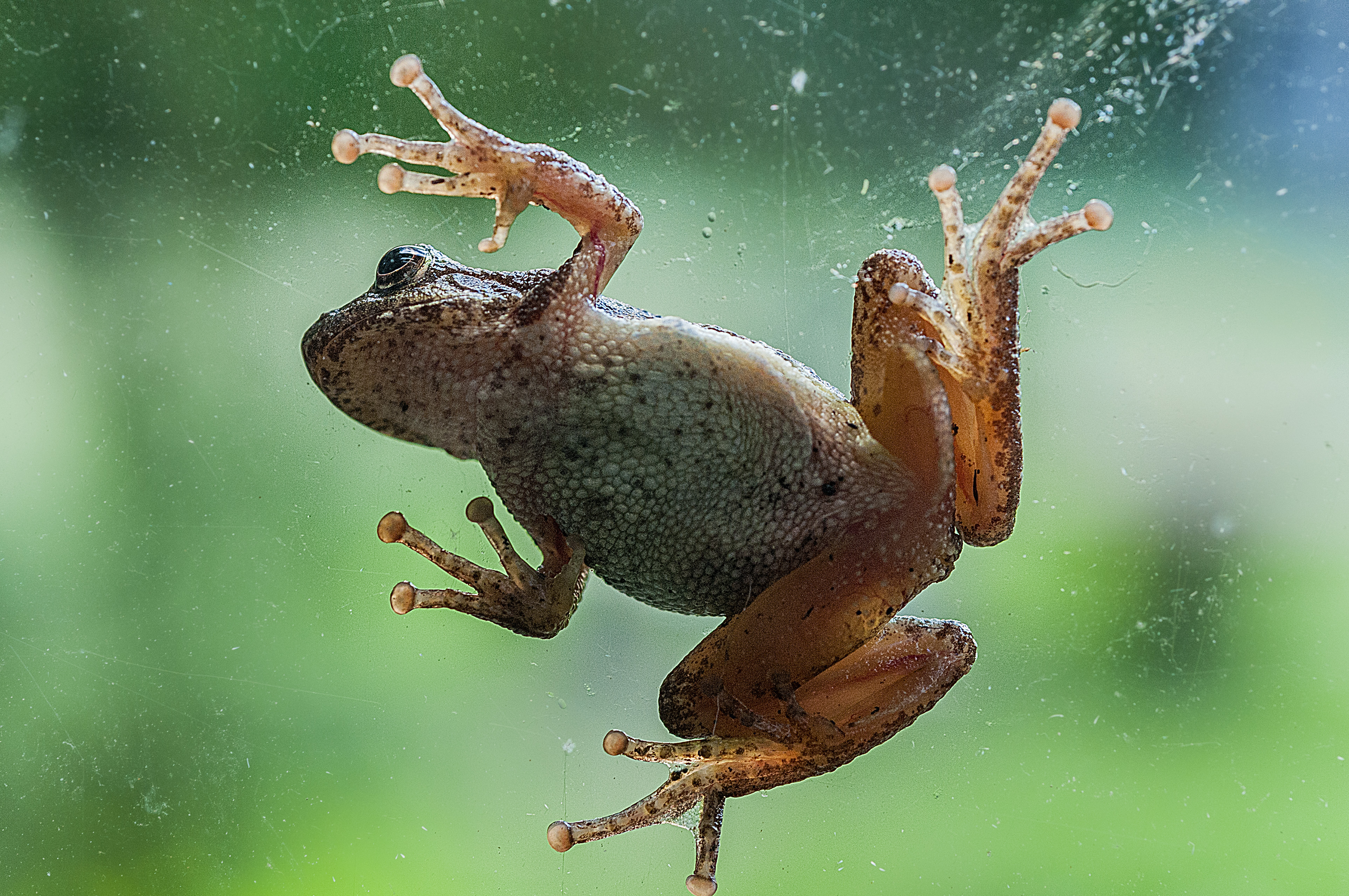 pictures of tree frogs in wisconsin Katlyn Boyle