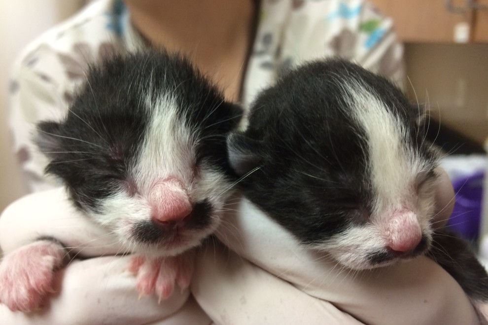 A Shower of Kittens Door County Pulse