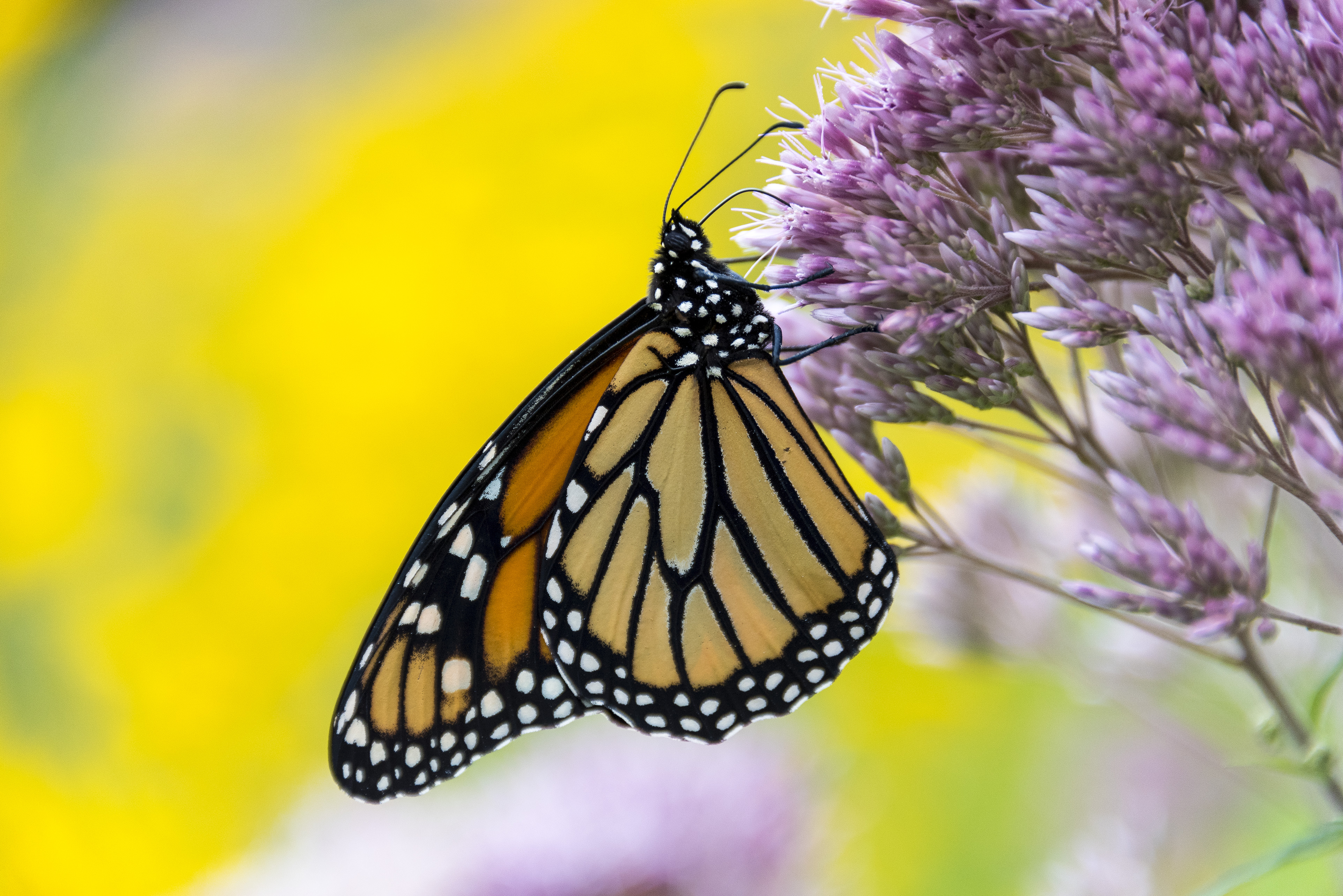 Journey of a Lifetime The Great Migration of the Monarch Butterfly Door County Pulse