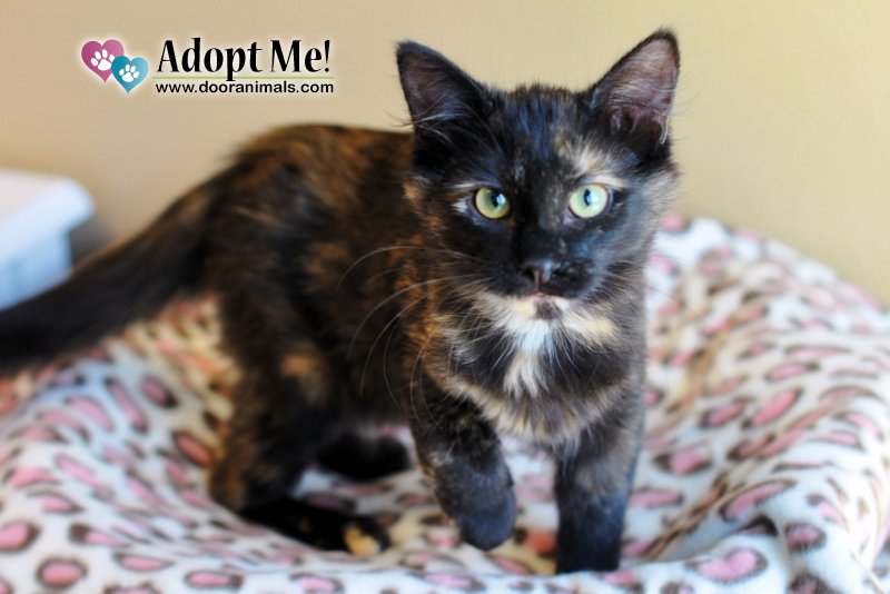 Door County Humane Society Holds Low Cost Spay and Neuter Clinic Oct