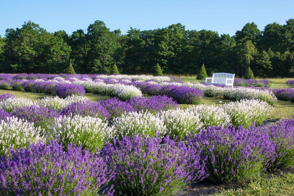 "All Things Lavender" Festival Returns July 2224 Door County Pulse