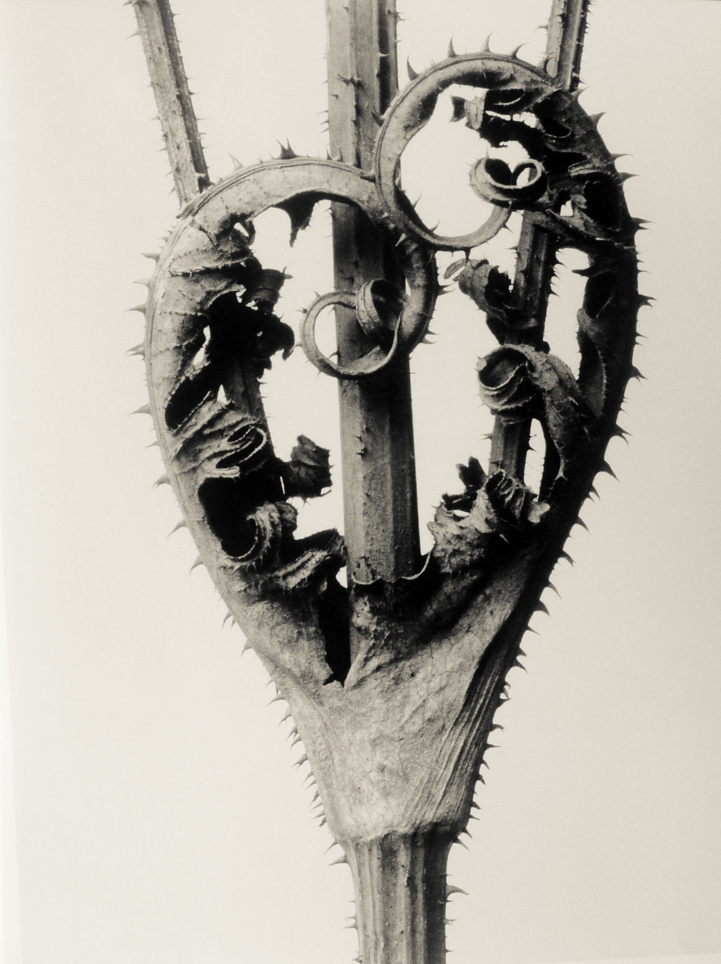 Karl Blossfeldt Urformen der Kunst — DOP