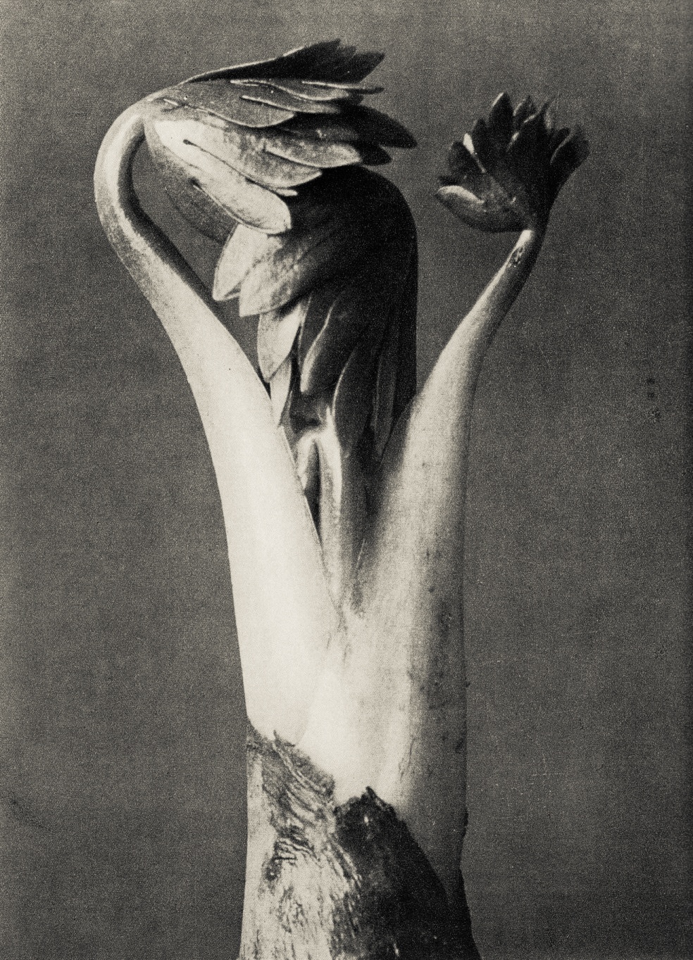 Karl Blossfeldt Urformen der Kunst — DOP