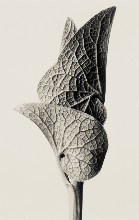 Karl Blossfeldt Urformen der Kunst — DOP
