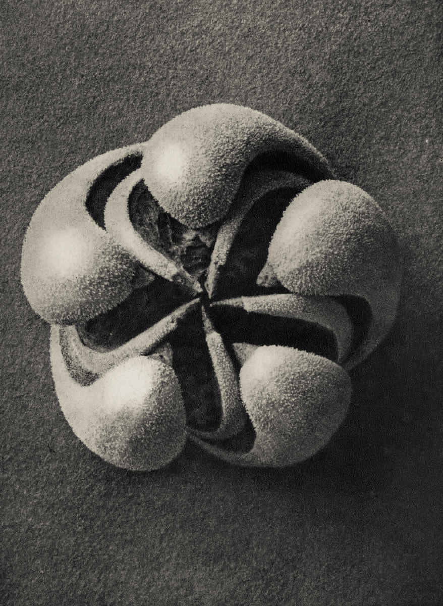 Karl Blossfeldt Urformen der Kunst — DOP