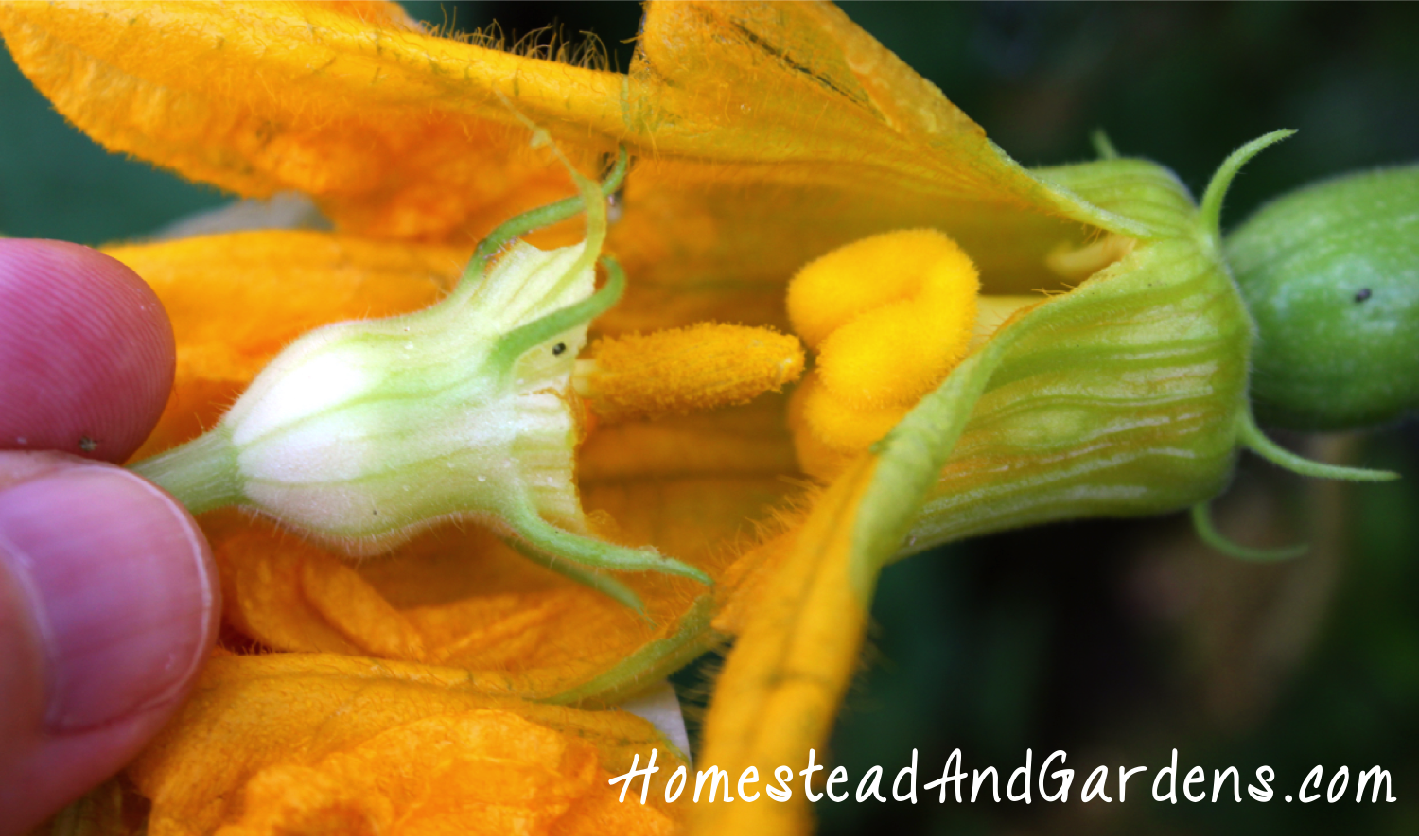 Diddling your Squash, just a fancy name for hand pollinating.