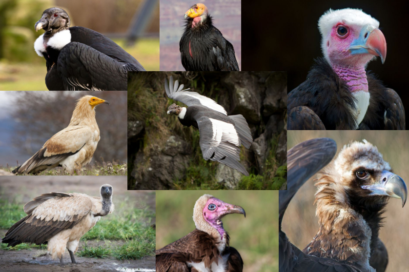 Vulture Medicine Animal Totum Spirits at Doowans Awareness