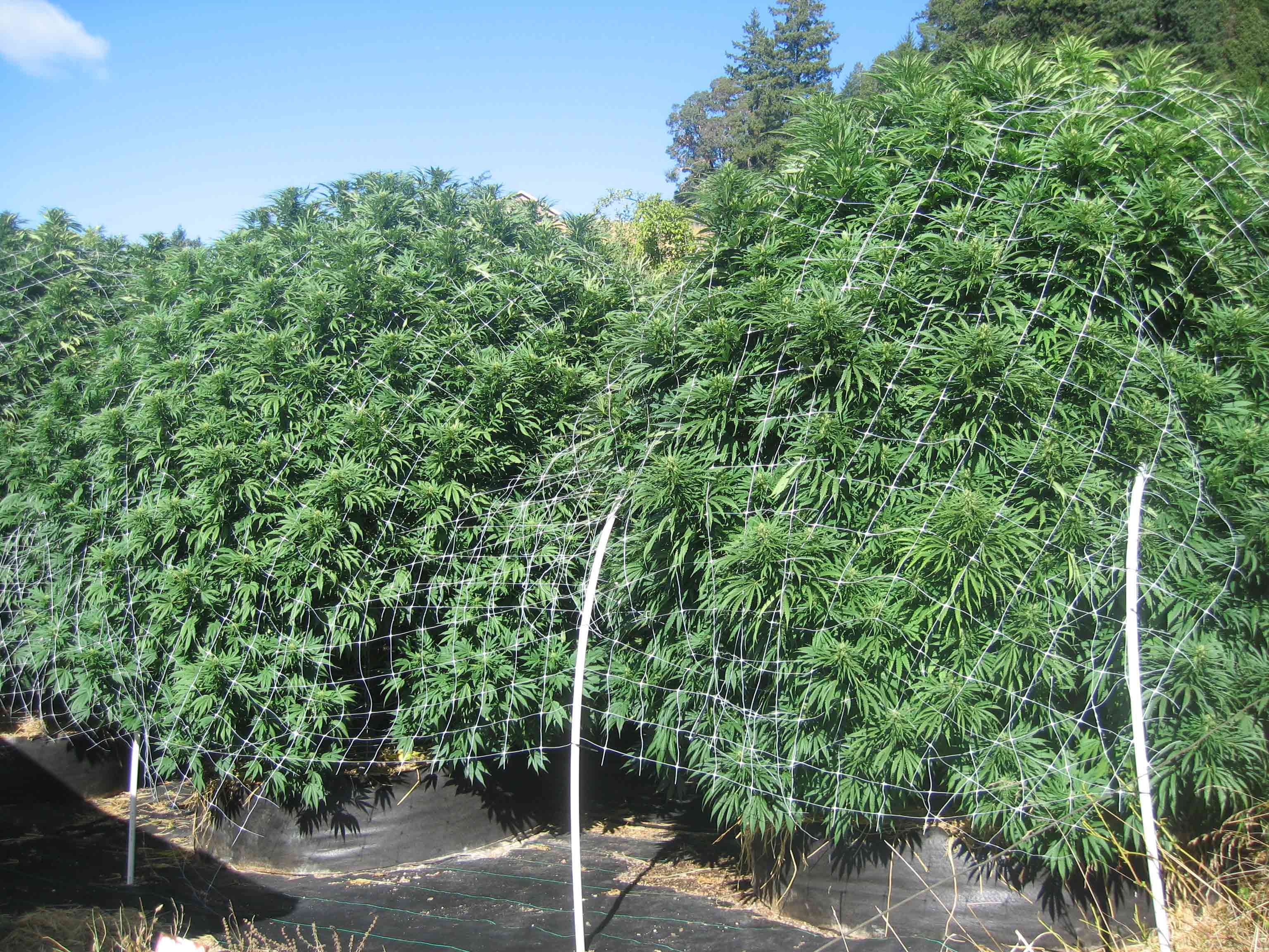 Working at a Cali weed farm "Incredibly relaxed" Dopamine