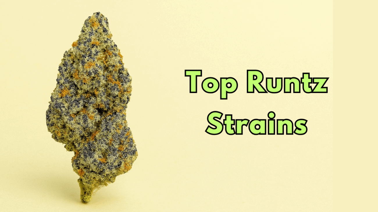 Top Runtz Strains Of 2025 Flavor, Effects, Potency & More