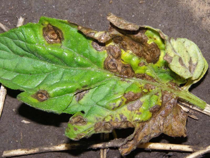 What's Difference Between Early Blight and Late Blight?