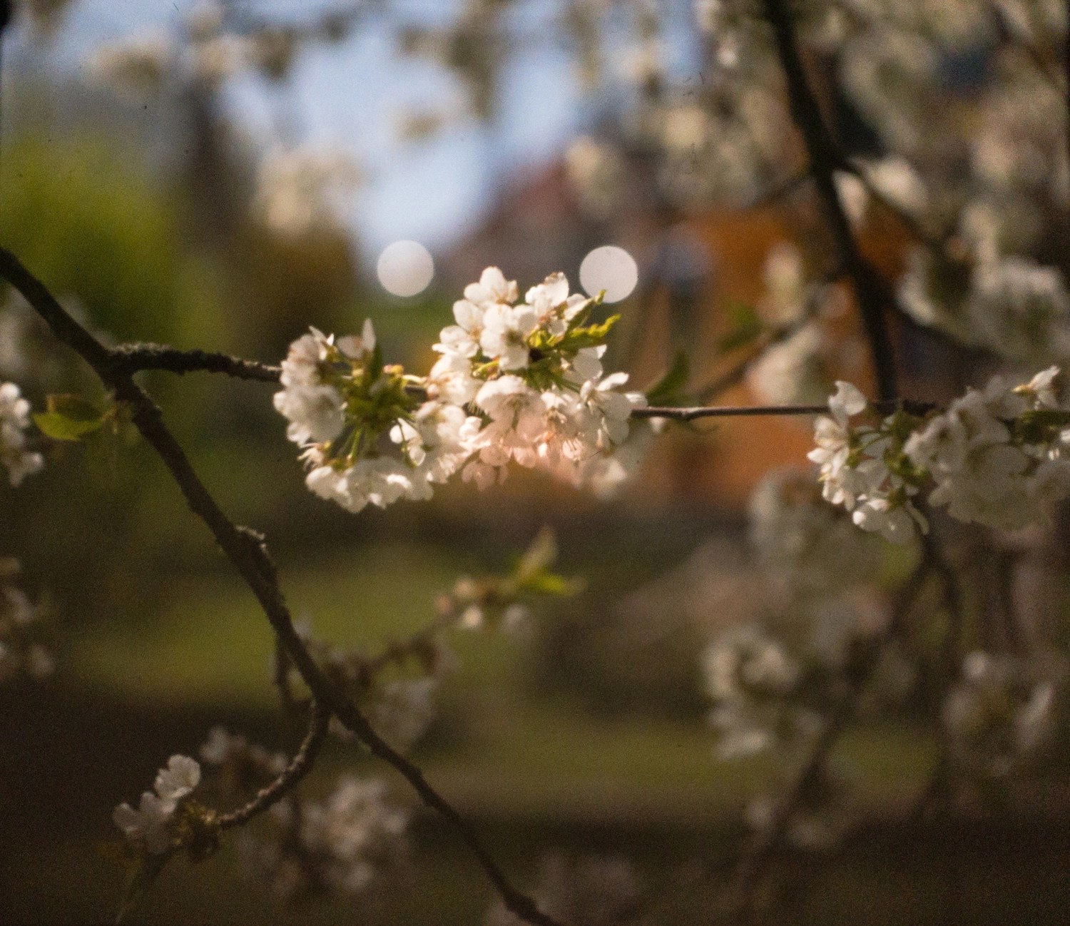 Goodman Zone GBM Cinezone Edition Dora Goodman Cameras