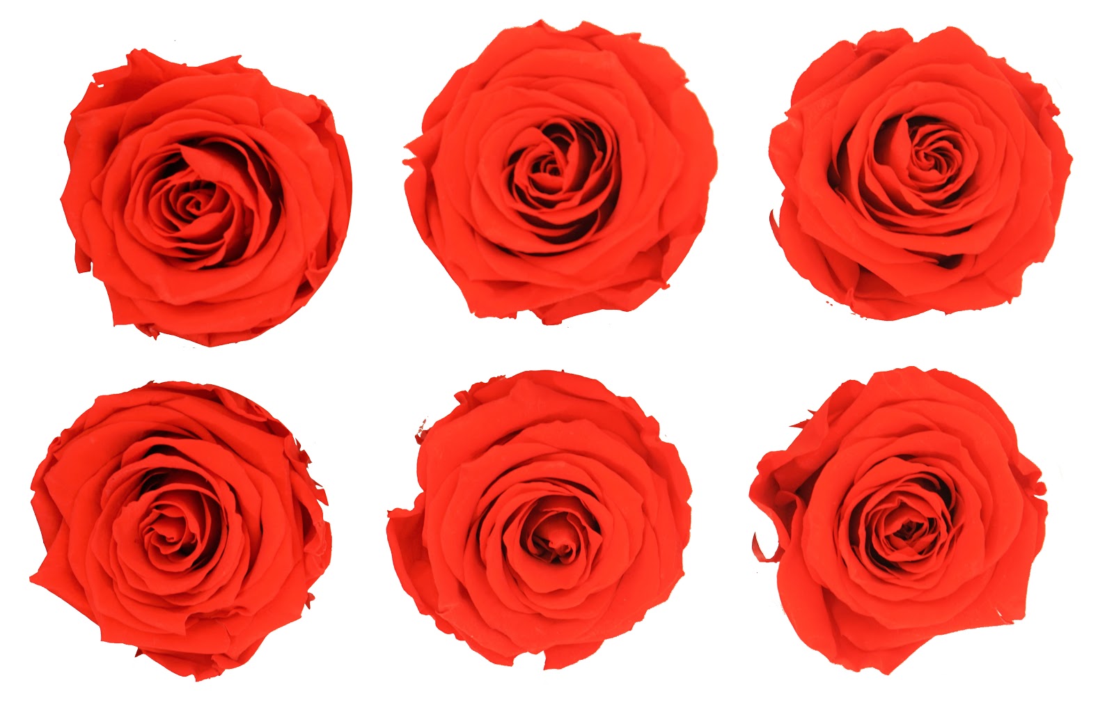 Wholesale Preserved Roses » Establishment in Doral FL