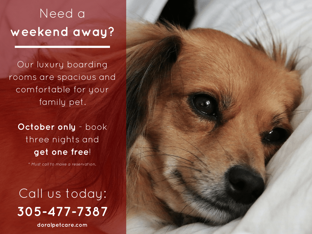 October Special Pet Care Clinic Of Doral