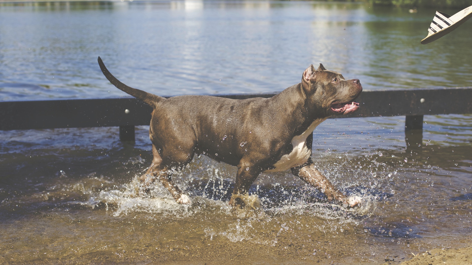 PetFriendly Exercise In Doral, Florida And Miami Area