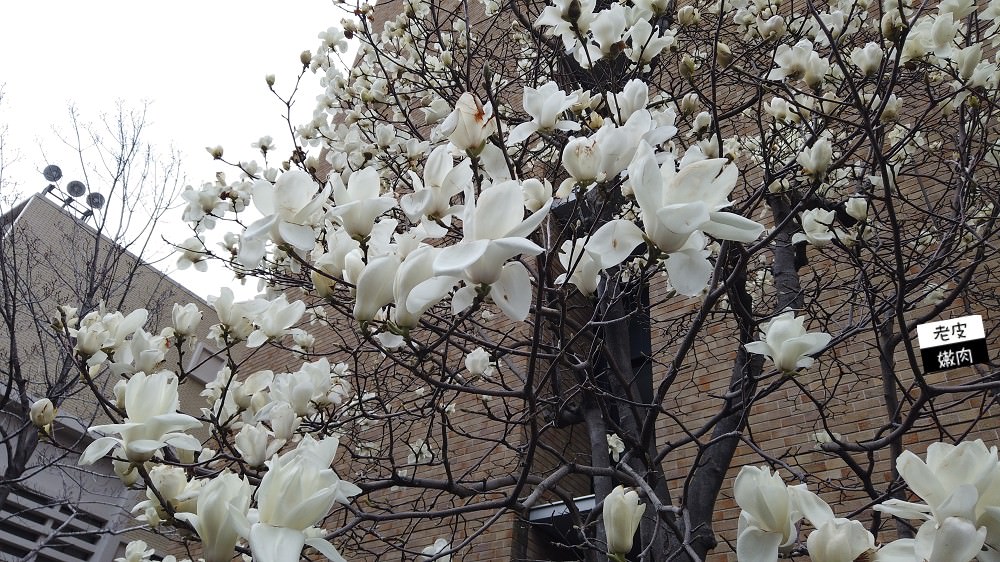 【東京//新宿】都電荒川線–跟想像中不一樣的早稻田大學