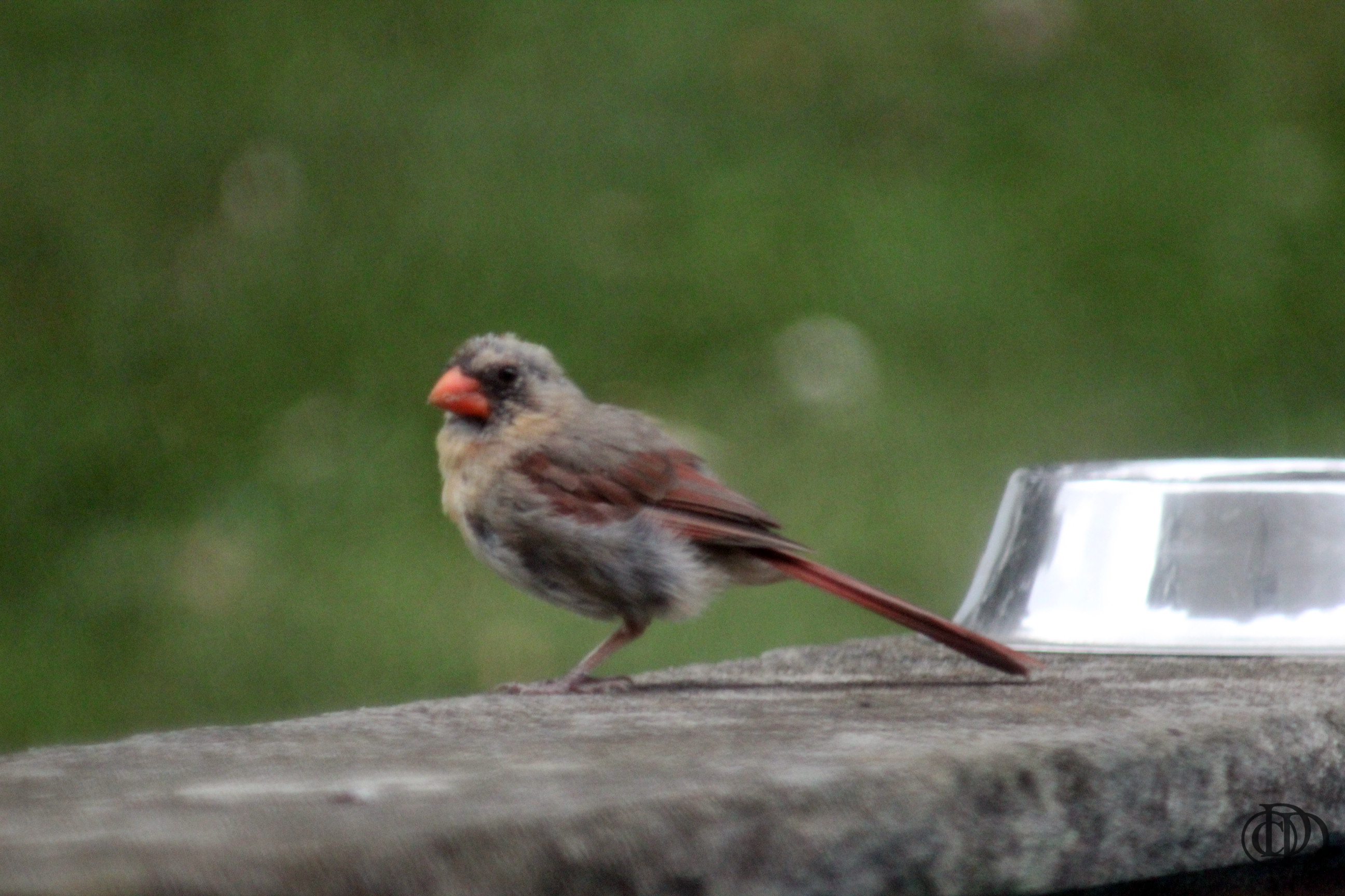 Wordless Wednesday Cardinal Fledglings myphotography Night Owl