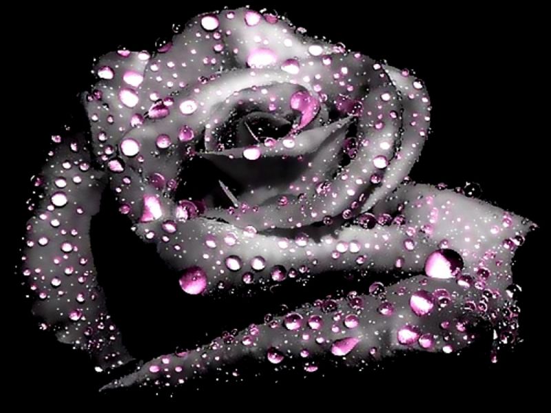 Rosas Negras Imagenes Y Fotos 123rf