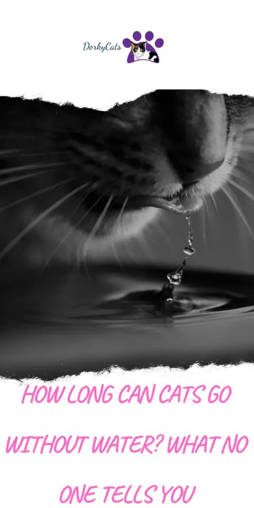HOW LONG CAN CATS GO WITHOUT WATER? WHAT NO ONE TELLS YOU DorkyCats
