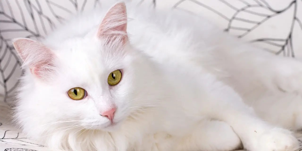 How To Identify A Turkish Angora Cat If the kitten is white with blue
