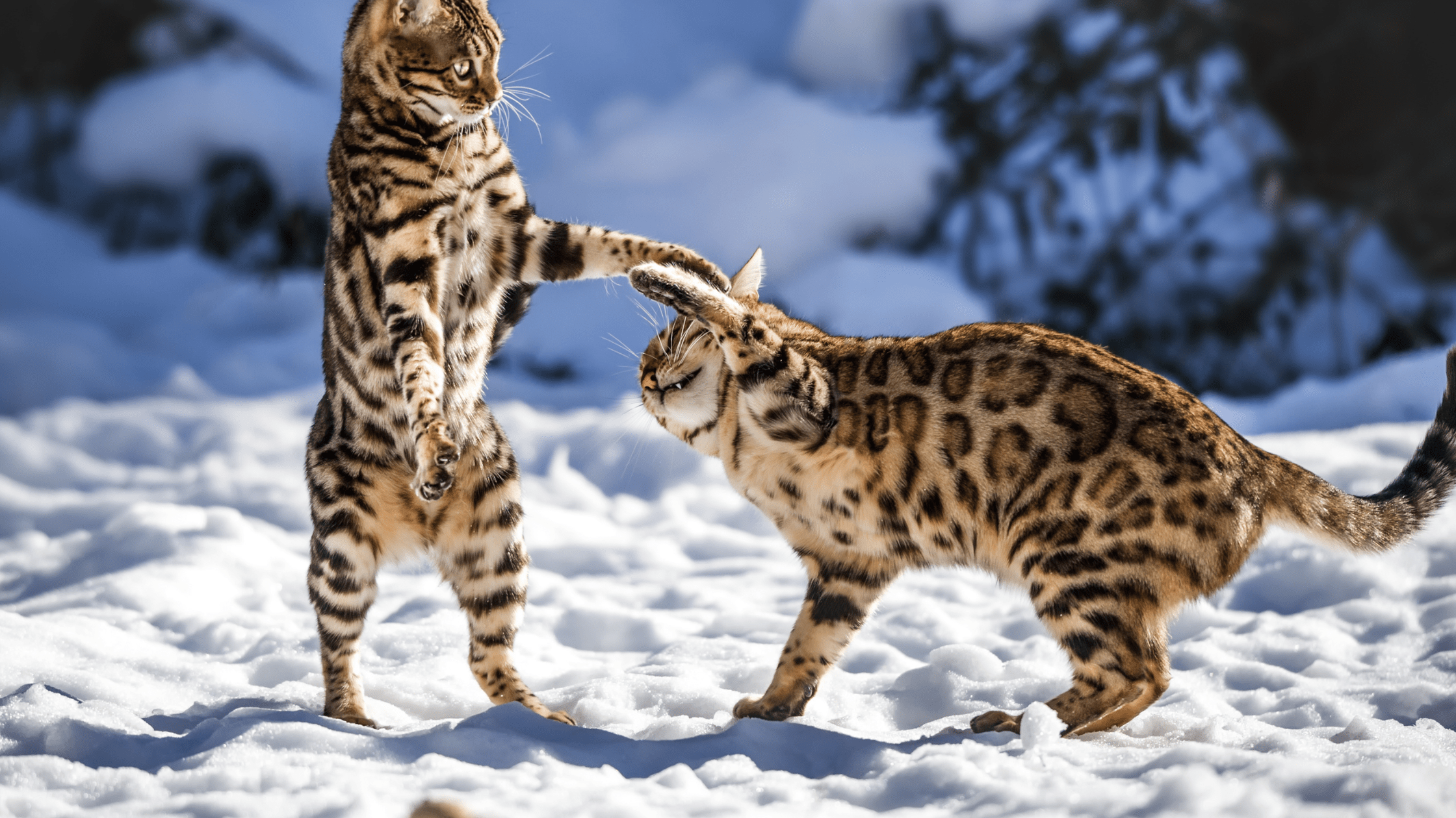 WHY ARE BENGAL CATS ILLEGAL? [WHERE YOU CAN OWN THEM IN 2023] DorkyCats