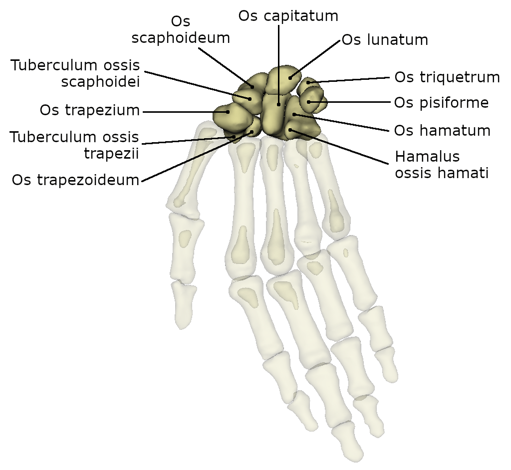 Handwurzelknochen Dornheim Anatomy