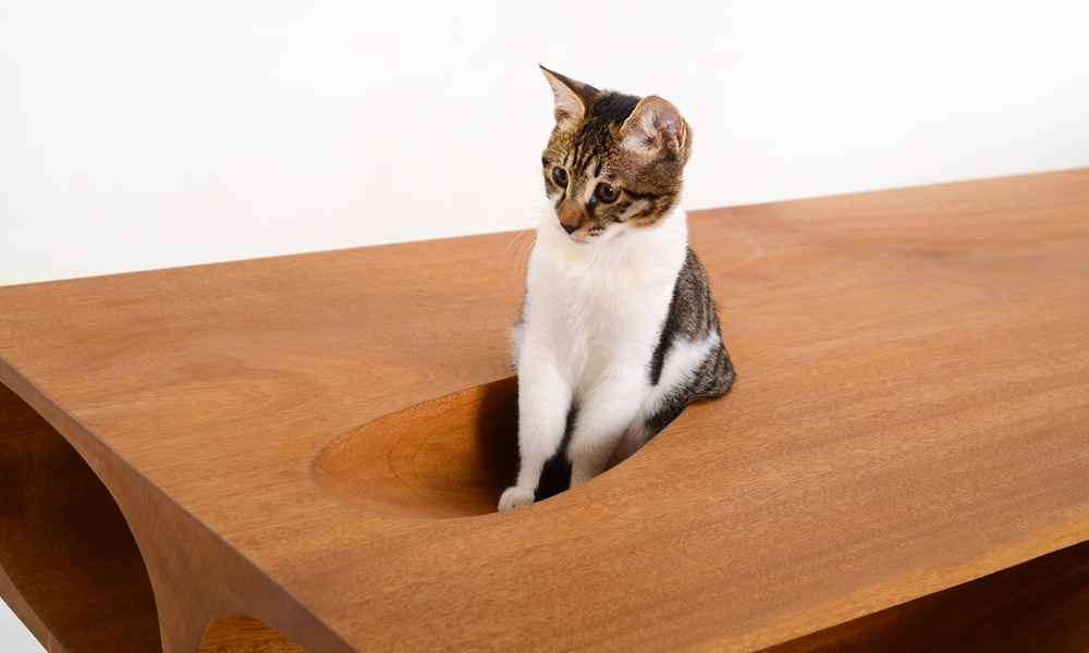 Share Fun and Quality Time With Your Cat With Designer Ruan Hao's