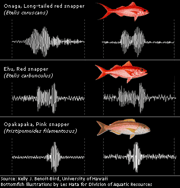 How Is Sound Used To Identify Fish? – Discovery Of Sound In The Sea
