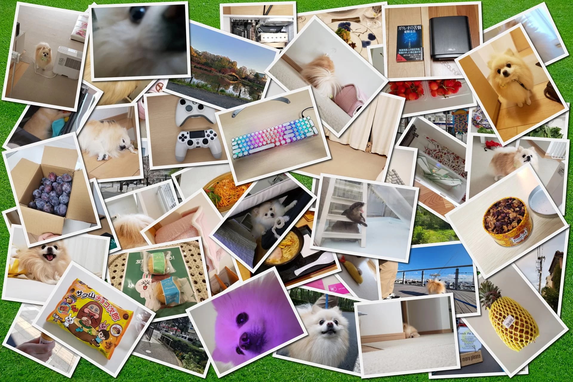 【無料アプリSapeCollage】素敵なコラージュ写真が簡単にできる｜どすこい一番星