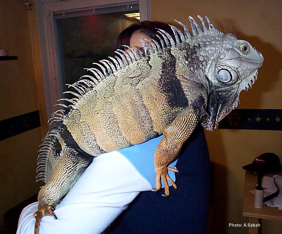 The Future Of Canada Pet Care Packaging To 2017 New Study Released